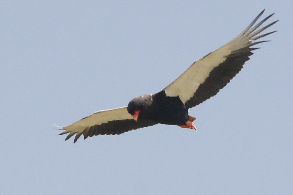 Bateleur des savanesadulte, Vol