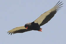 Bateleur des savanes