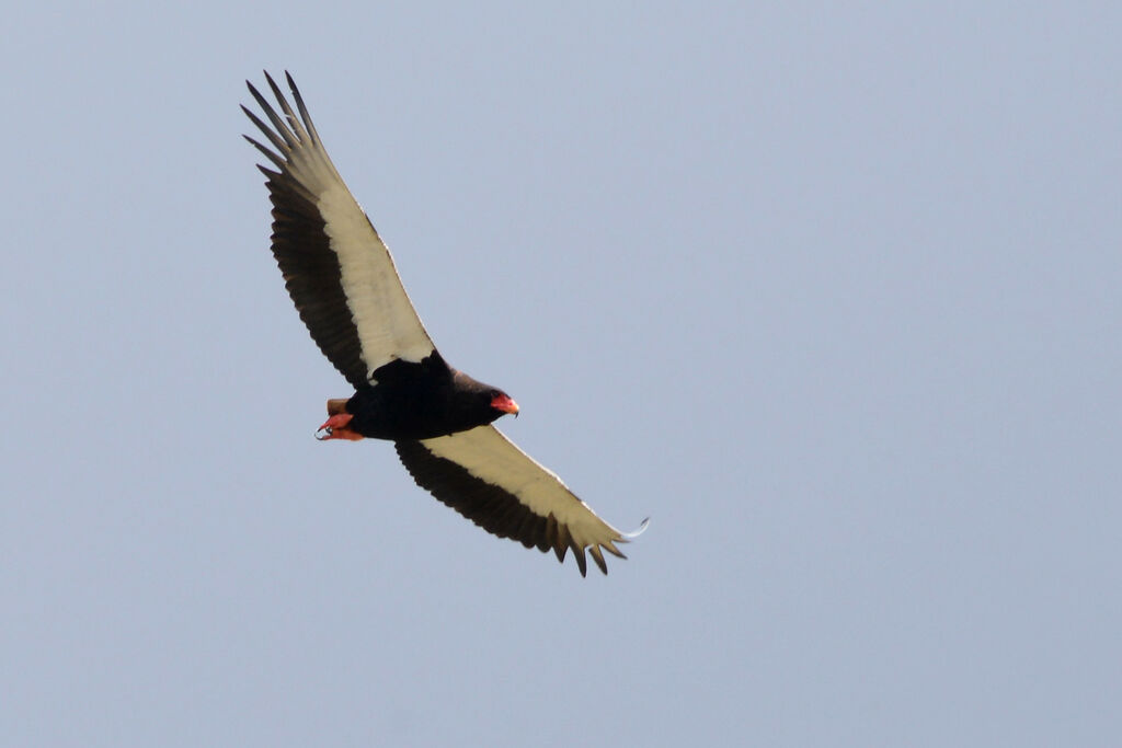 Bateleur des savanesadulte, Vol