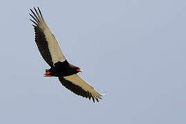 Bateleur des savanes