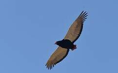 Bateleur des savanes