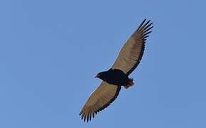 Bateleur