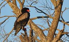 Bateleur des savanes