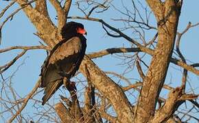 Bateleur