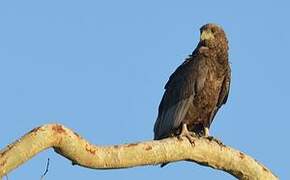 Bateleur