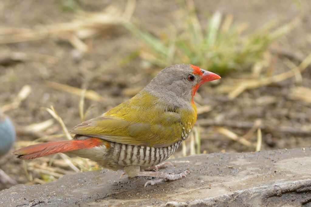 Green-winged Pytilia male adult