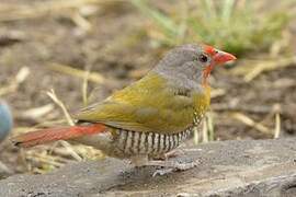 Green-winged Pytilia