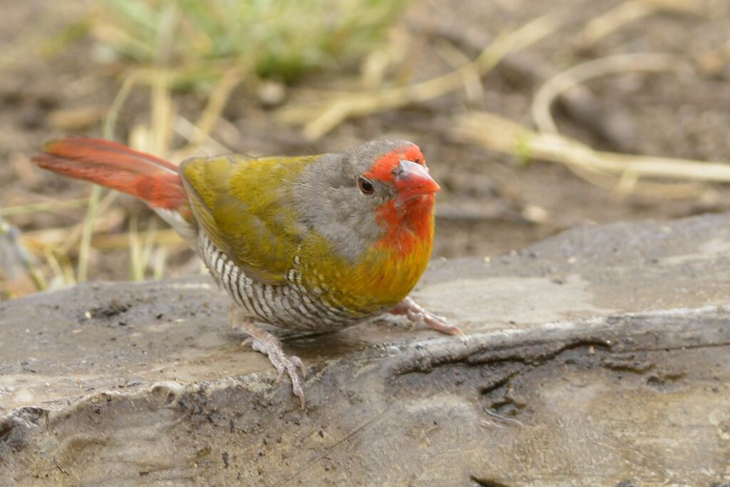 Green-winged Pytilia male adult