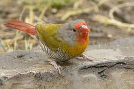 Green-winged Pytilia