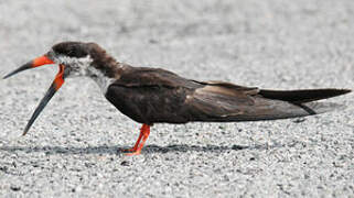 Black Skimmer