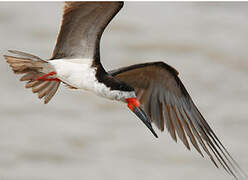 Black Skimmer