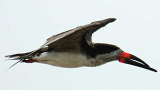 Black Skimmer