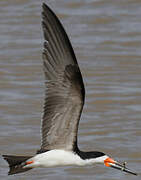 Black Skimmer