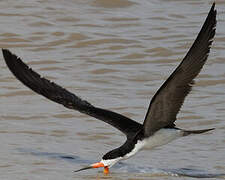 Black Skimmer