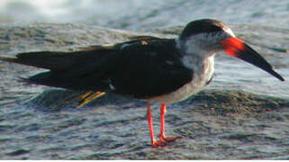 Black Skimmer