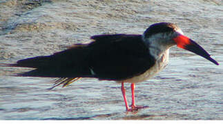 Black Skimmer