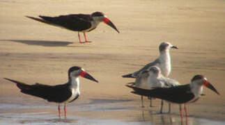 Black Skimmer