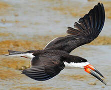 Black Skimmer