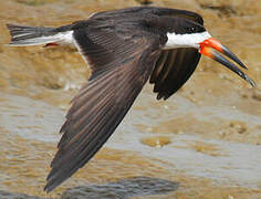 Black Skimmer