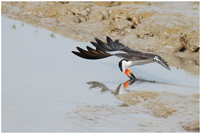 Black Skimmeradult, fishing/hunting, Behaviour