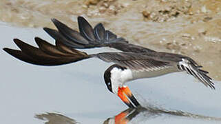 Black Skimmer