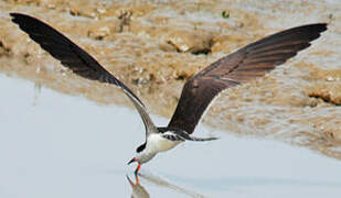 Black Skimmer