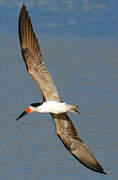 Black Skimmer