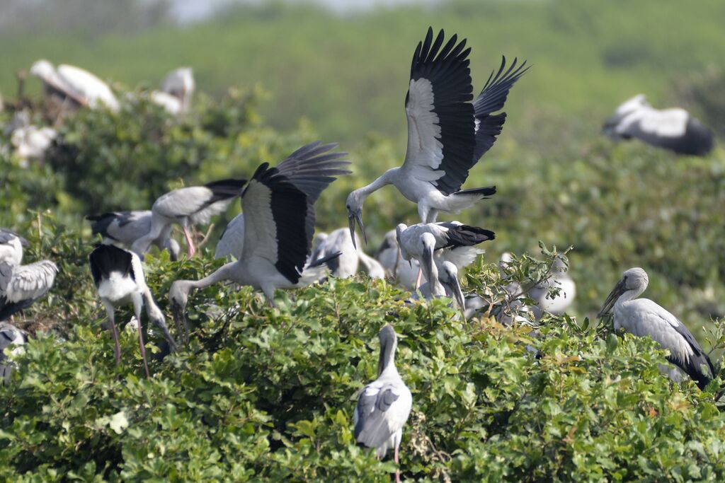 Asian Openbill, Reproduction-nesting