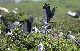 Asian Openbill