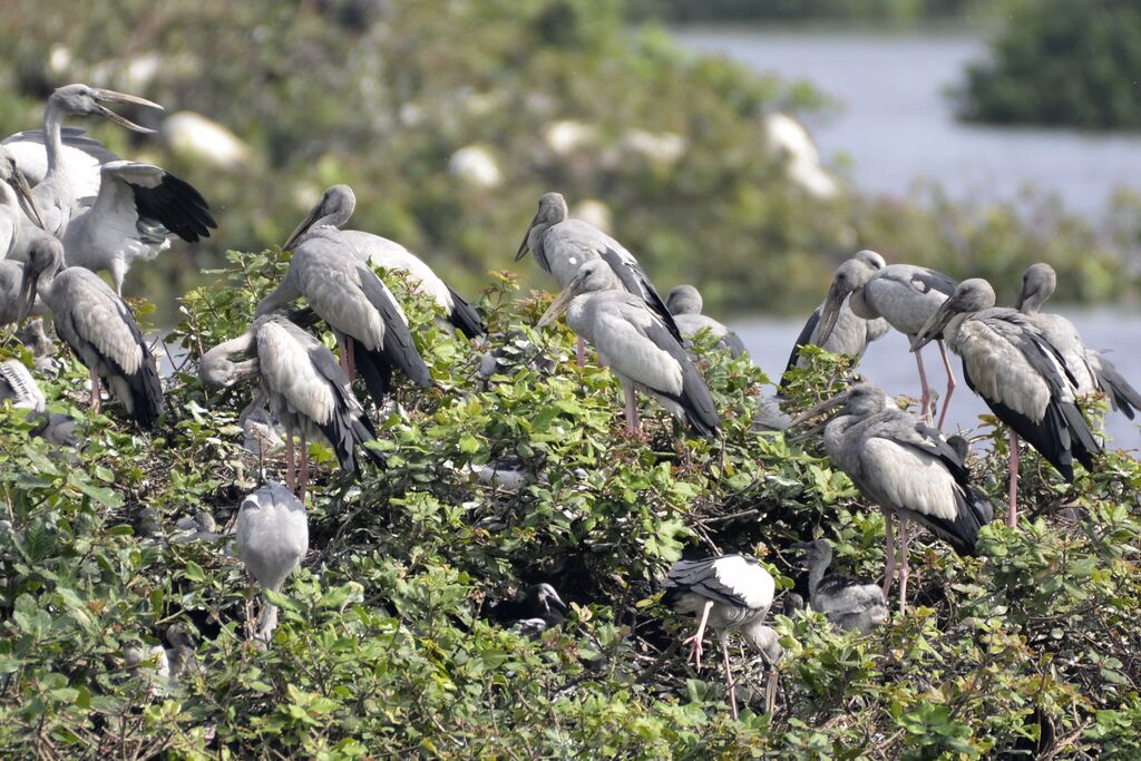 Asian Openbilladult, Reproduction-nesting