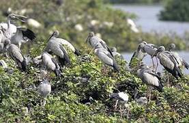 Asian Openbill