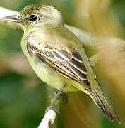 White-winged Becard