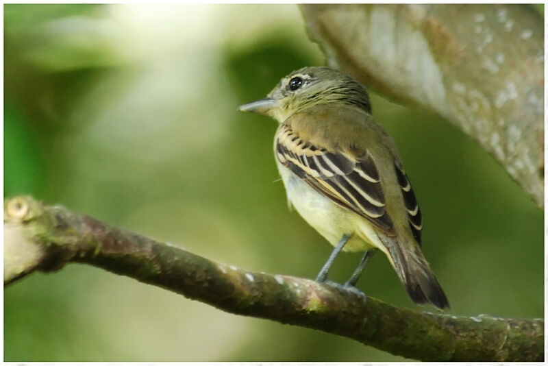 White-winged Becard female adult