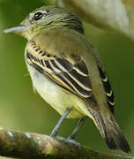 White-winged Becard