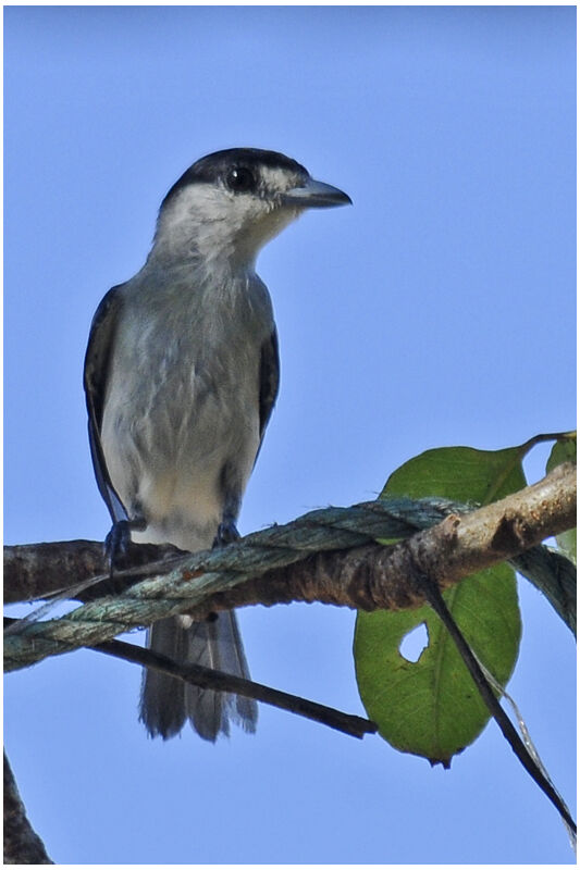 Cinereous Becard male adult