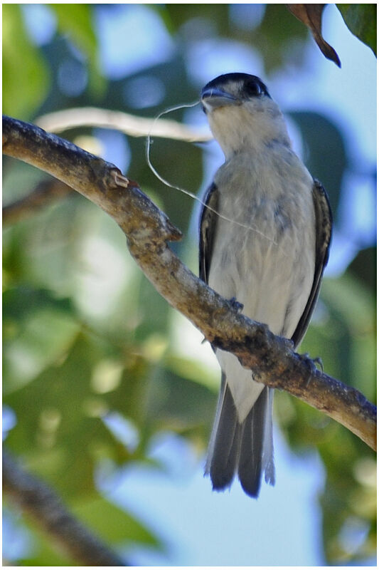 Cinereous Becard male adult