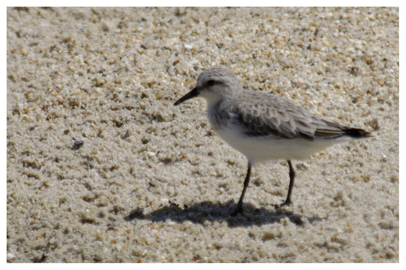 Red-necked Stint