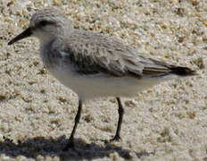 Red-necked Stint