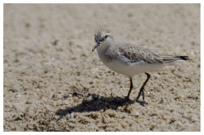 Red-necked Stintadult