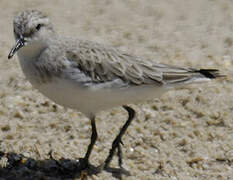 Red-necked Stint