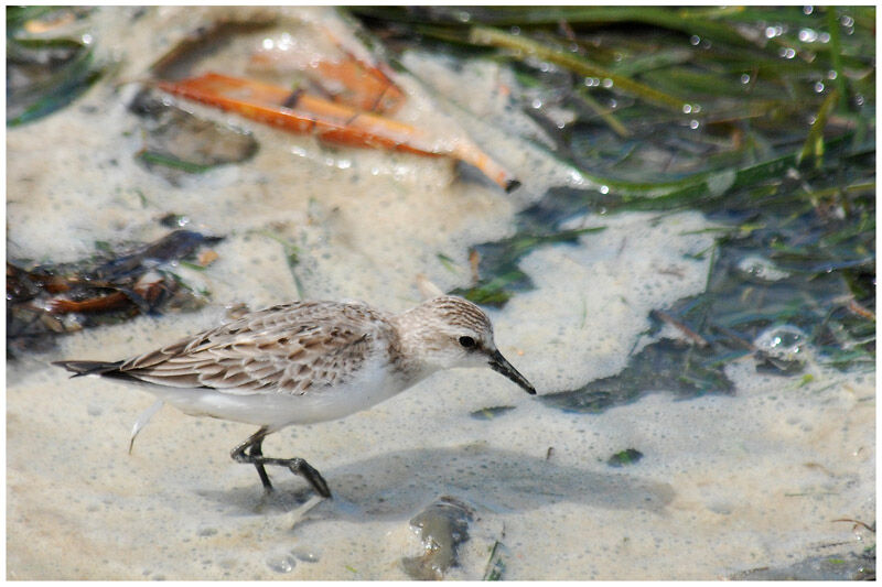 Red-necked Stintadult post breeding