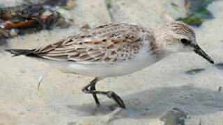 Red-necked Stint