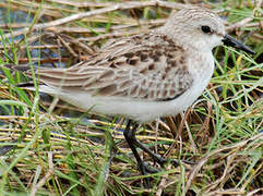 Red-necked Stint