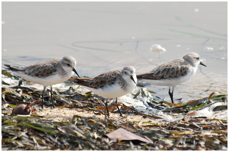 Red-necked Stintadult post breeding