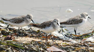 Red-necked Stint