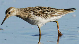 Sharp-tailed Sandpiper