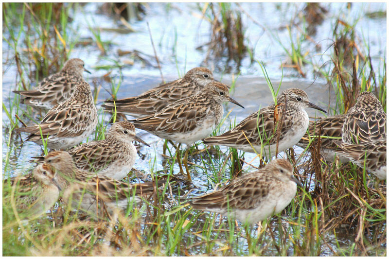 Bécasseau à queue pointueadulte internuptial