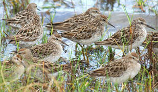 Sharp-tailed Sandpiper