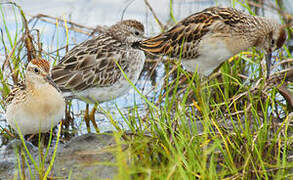 Sharp-tailed Sandpiper