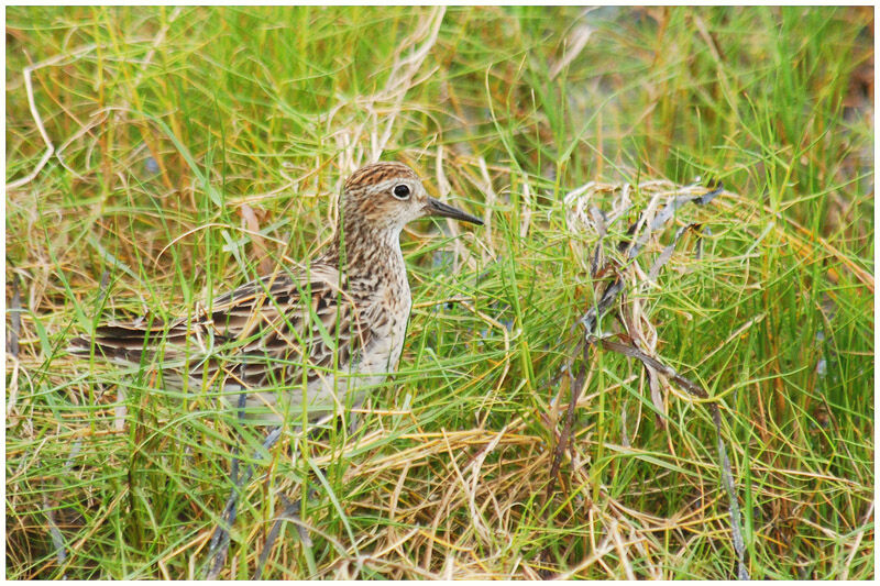 Sharp-tailed Sandpiperadult post breeding